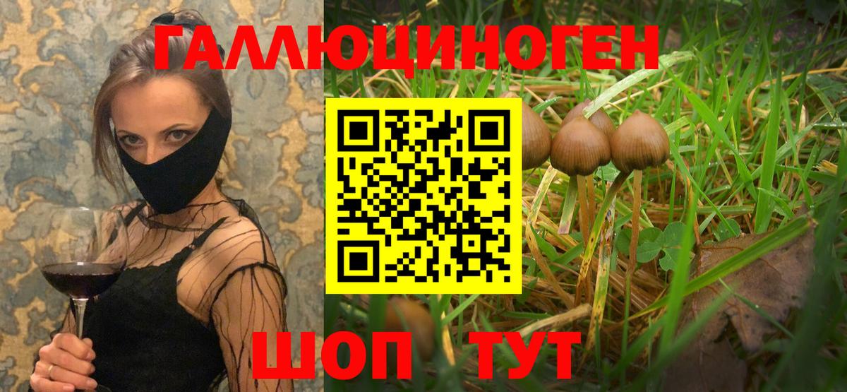 Галлюциногенные грибы Cubensis Северск